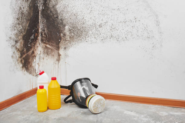  Raymond, WA Mold Removal Pros