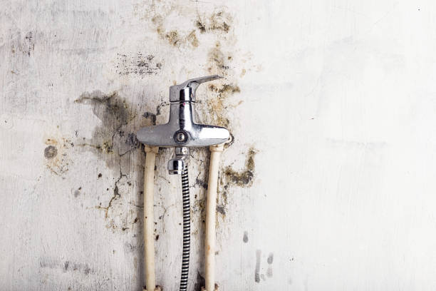 Best Black Mold Removal  in Raymond, WA