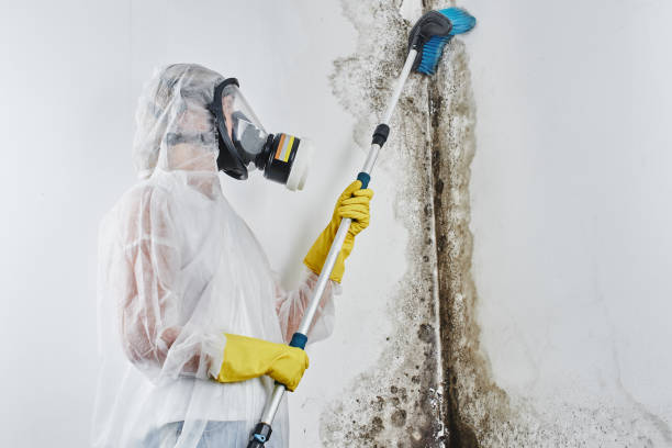 Best Home Mold Removal  in Raymond, WA