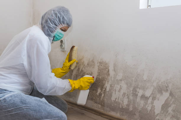 Best Local Mold Removal Service  in Raymond, WA