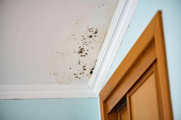 Best Attic Mold Removal  in Raymond, WA