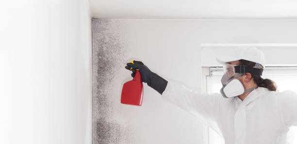 Best Local Mold Removal Service  in Raymond, WA