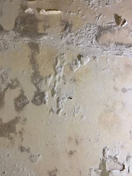 Best Mold Removal Near Me  in Raymond, WA