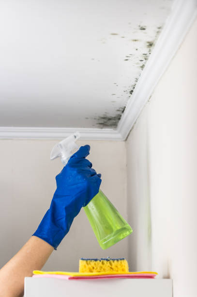 Best Fast Mold Removal  in Raymond, WA