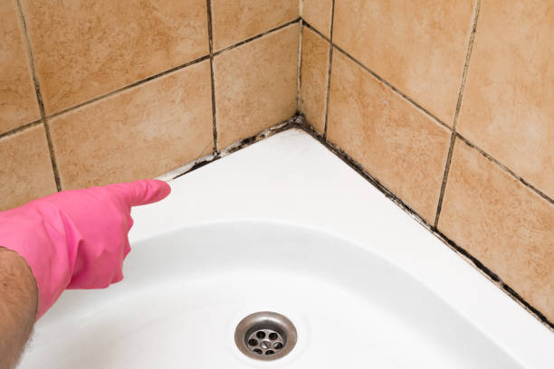 Best Affordable Mold Removal  in Raymond, WA